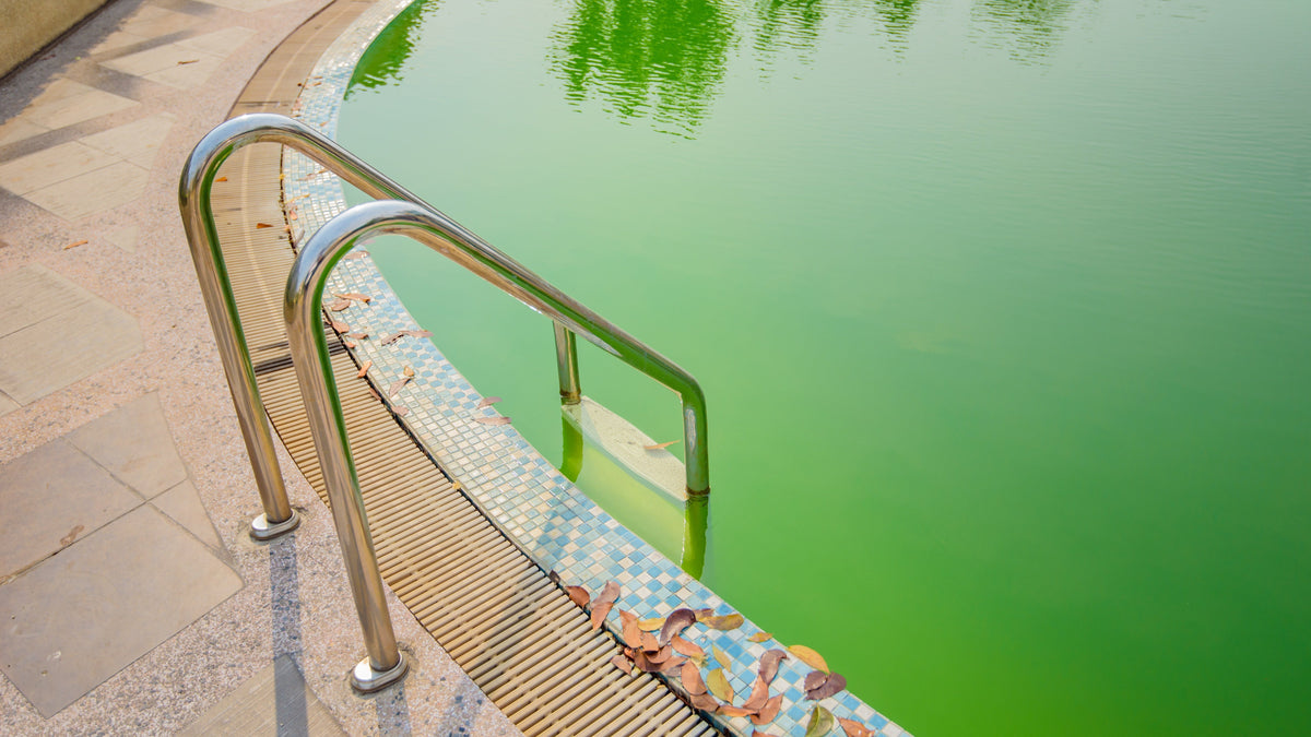The Ultimate Guide to Pool Algae: Identification, Biology, and Behavior